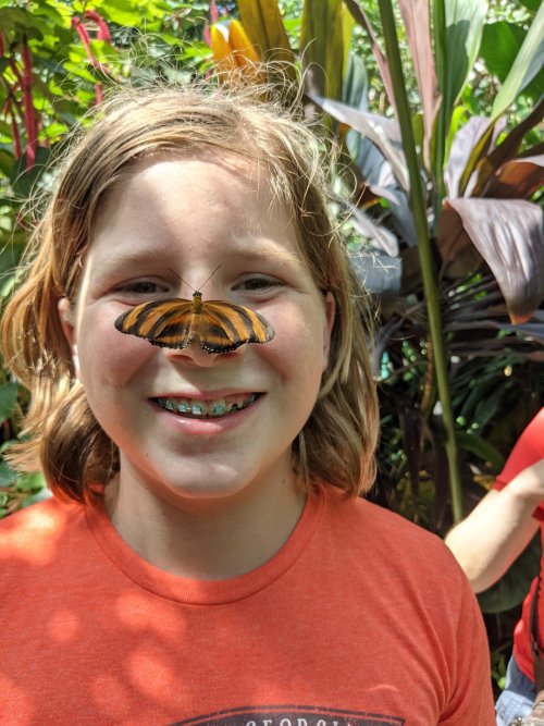 Butterfly Boy